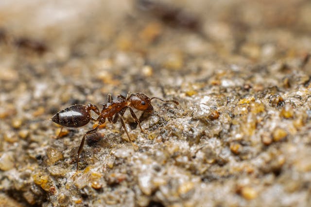 Ant Extermination Services